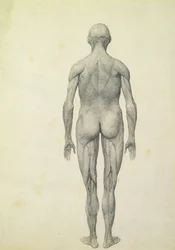 La figura umana, vista anteriore, dalla serie 